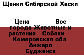 Щенки Сибирской Хаски › Цена ­ 20 000 - Все города Животные и растения » Собаки   . Кемеровская обл.,Анжеро-Судженск г.